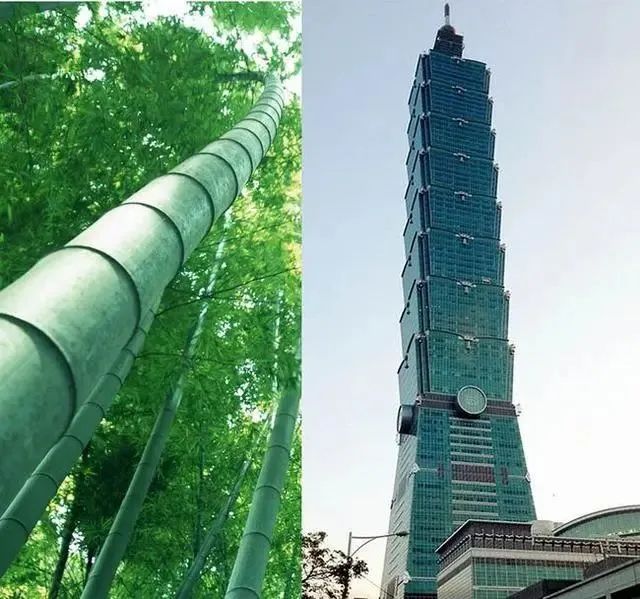 建筑中的仿竹设计